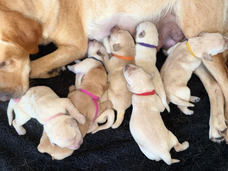 Beautiful Goldador Puppies