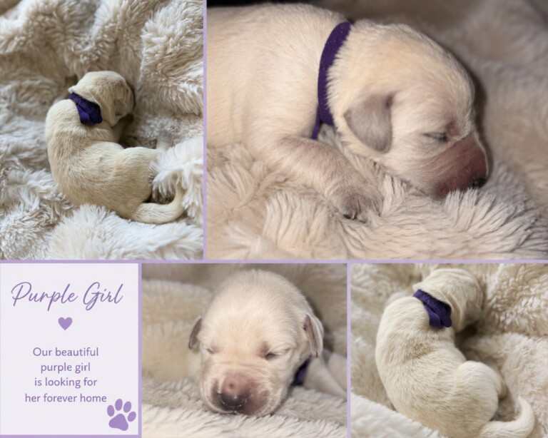 Beautiful Goldador Puppies - Image 2 of 4