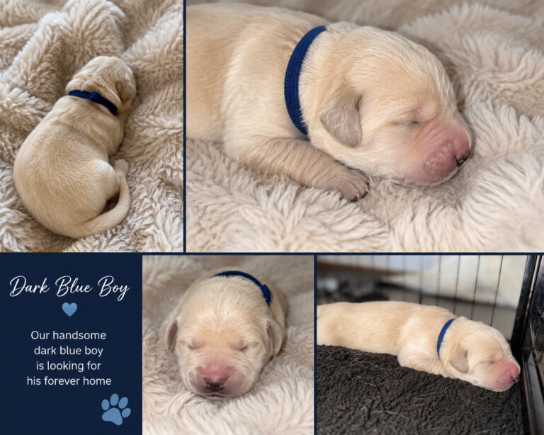 Beautiful Goldador Puppies - Image 3 of 4