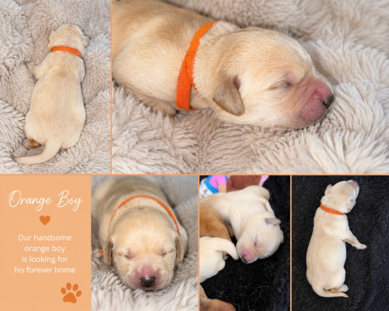 Beautiful Goldador Puppies - Image 4 of 4