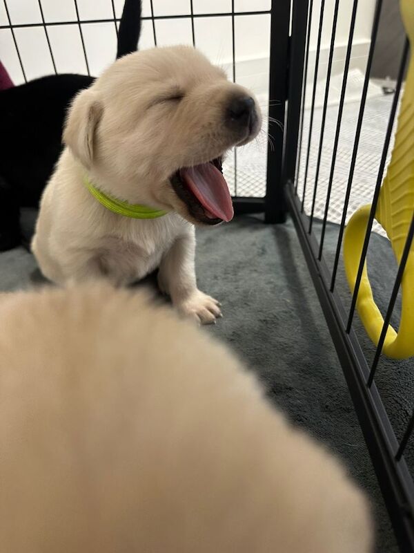 Health Tested Golden Retriever Puppies For Sale