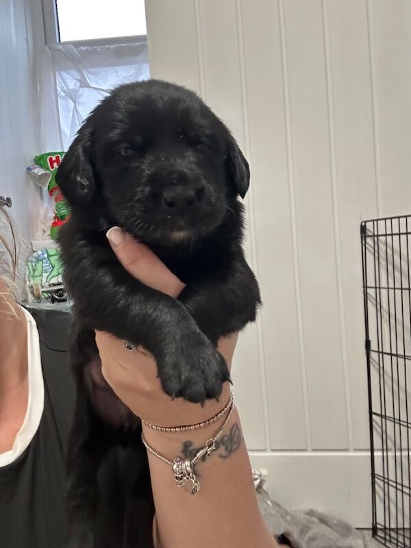 Beautiful Goldador Pups for sale - Image 2 of 5