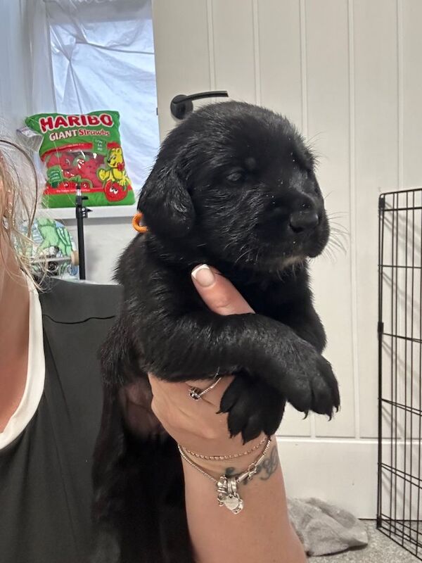 Beautiful Goldador Pups for sale - Image 3 of 5