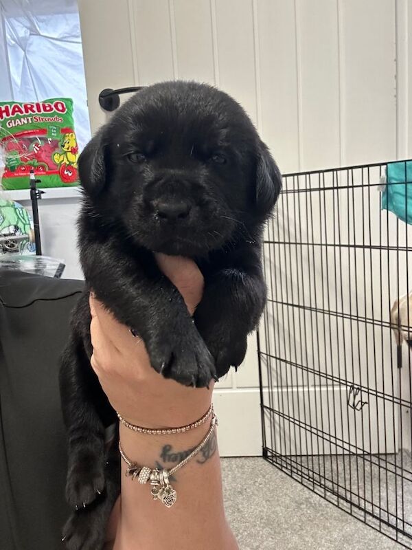 Beautiful Goldador Pups for sale - Image 4 of 5