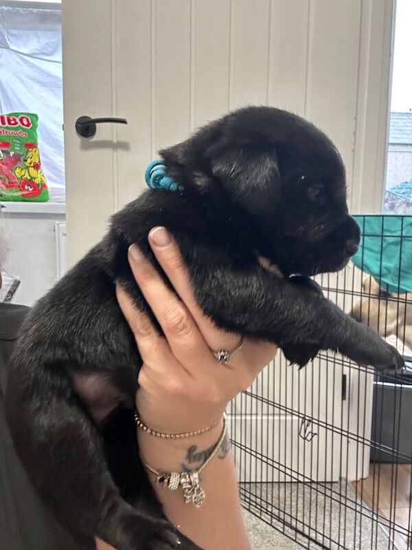 Beautiful Goldador Pups for sale - Image 5 of 5