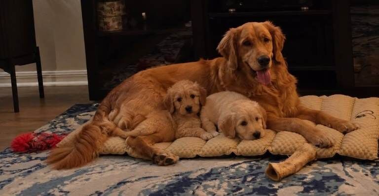 Golden Retriever Puppies For Sale Under £1,000
