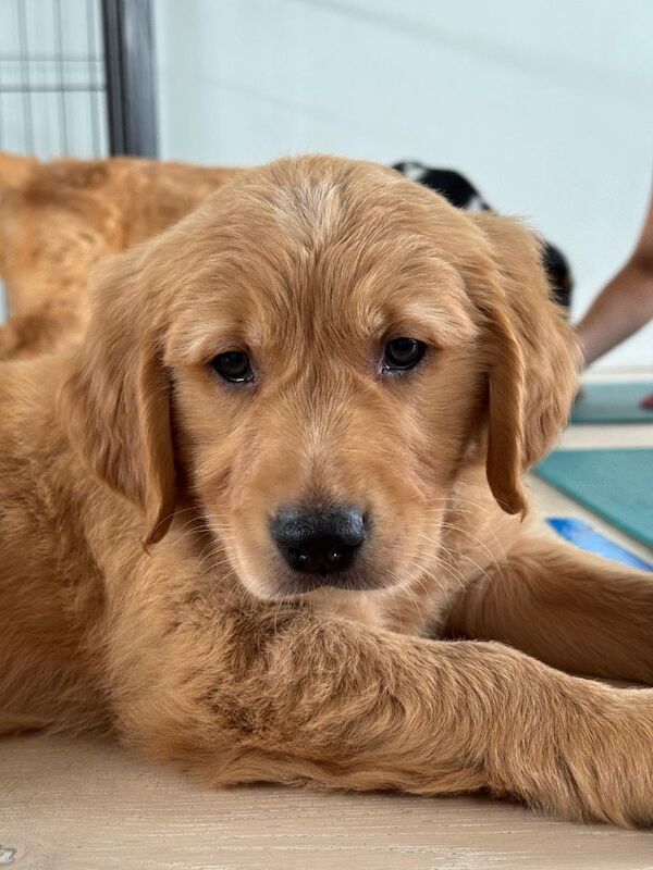 Beautiful golden kc reg female for sale in Hassocks, West Sussex | Image 2