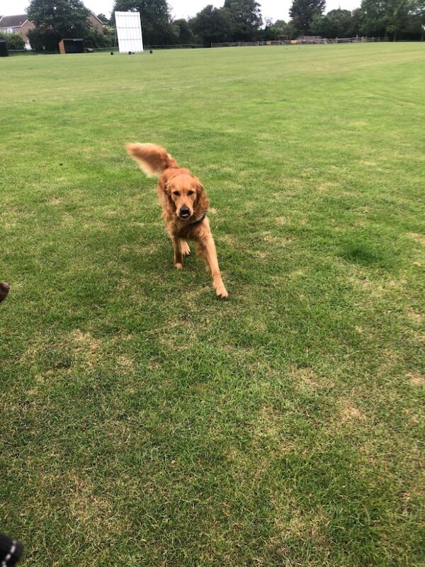 Beautiful golden kc reg female for sale in Hassocks, West Sussex | Image 3