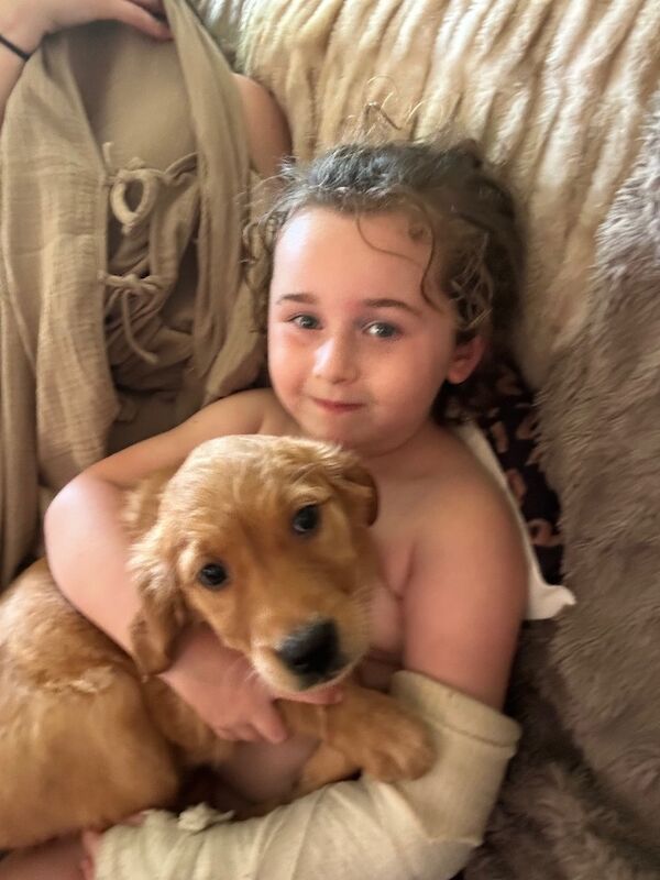 Golden Retriever puppies for sale in Hassocks, West Sussex – KC registered, 3 months old