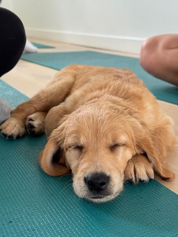 Golden Retriever puppies for sale in Hassocks, West Sussex – KC registered, 3 months old