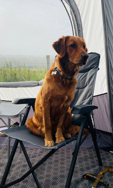Golden Retriever puppies for sale in Hassocks, West Sussex – KC registered, 4 months old - Image 2 of 9