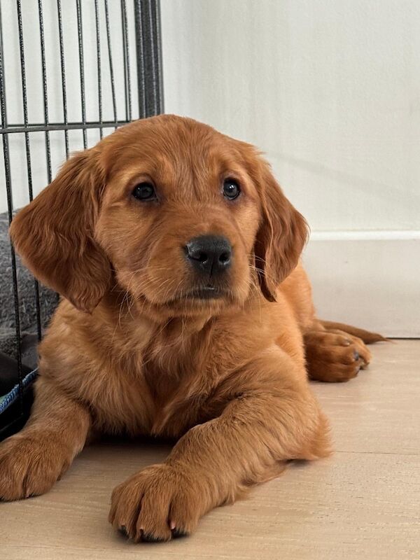 Golden Retriever puppies for sale in Hassocks, West Sussex – KC registered, 4 months old - Image 4 of 9