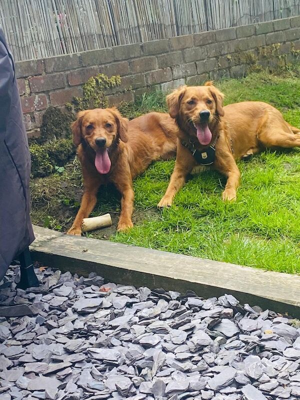 Golden Retriever puppies for sale in Hassocks, West Sussex – KC registered, 4 months old - Image 5 of 9