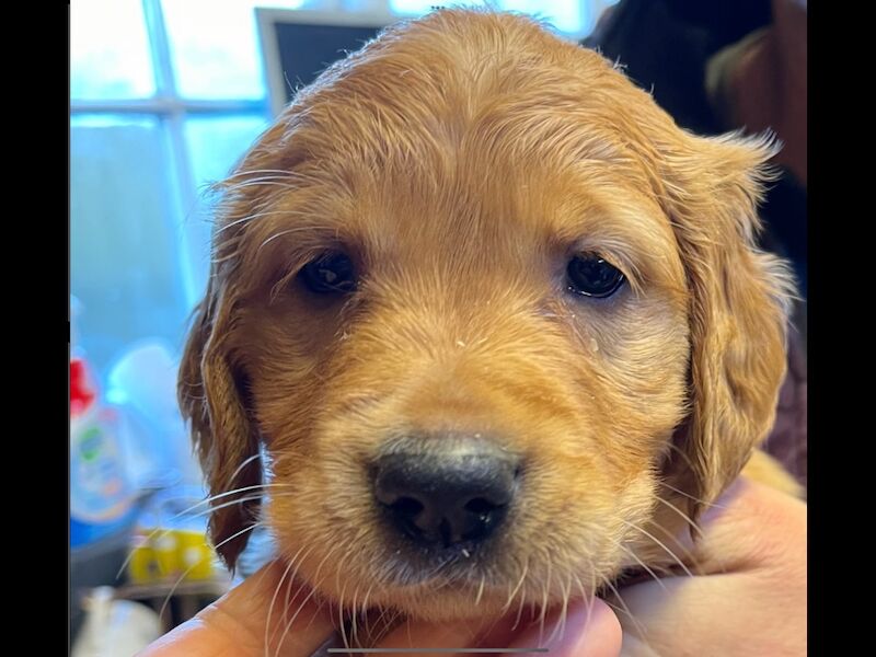 Golden Retriever puppies for sale in Hassocks, West Sussex – KC registered, 4 months old - Image 6 of 9