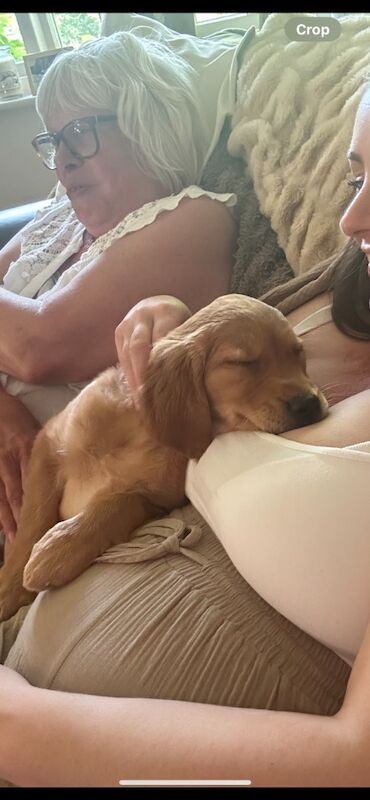 Golden Retriever puppies for sale in Hassocks, West Sussex – KC registered, 4 months old - Image 8 of 9