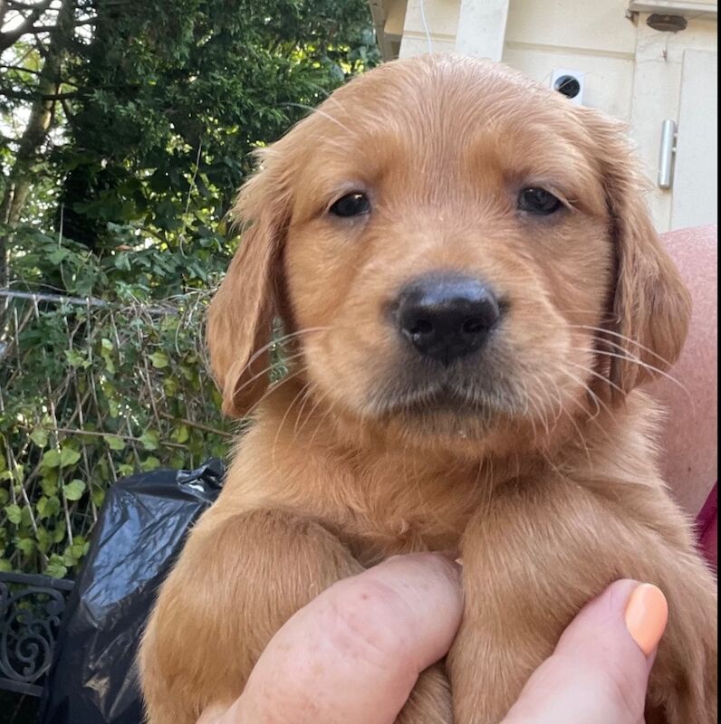 Beautiful golden kc reg female for sale in Hassocks, West Sussex | Image 1