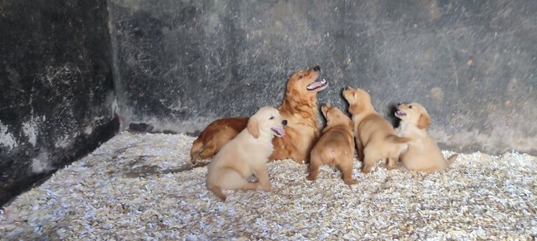 Golden Retriever puppies for sale in Keady, County Armagh – KC registered, 10 weeks old