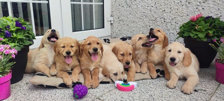 Golden Retriever puppies for sale in Keady, County Armagh – KC registered, 10 weeks old - Image 2 of 3