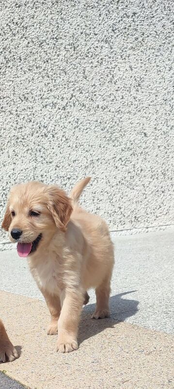 Golden Retriever puppies for sale in Keady, County Armagh – KC registered, 10 weeks old - Image 3 of 3