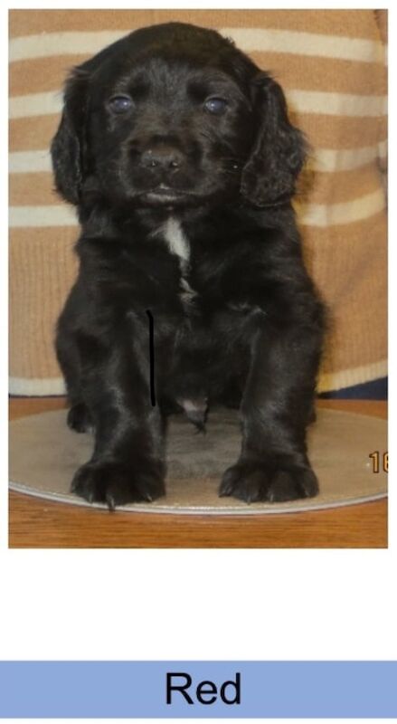 Golden Retriever puppies for sale in Spalding, Lincolnshire – KC registered, 1 year old - Image 2 of 3