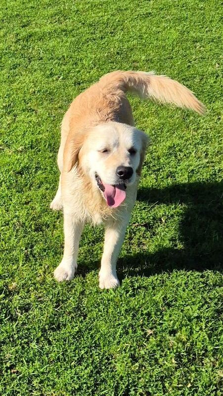 Golden Retriever puppies for sale in Holsworthy, Devon – 3 years old