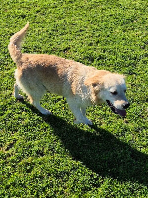 Golden Retriever puppies for sale in Holsworthy, Devon – 3 years old - Image 2 of 4