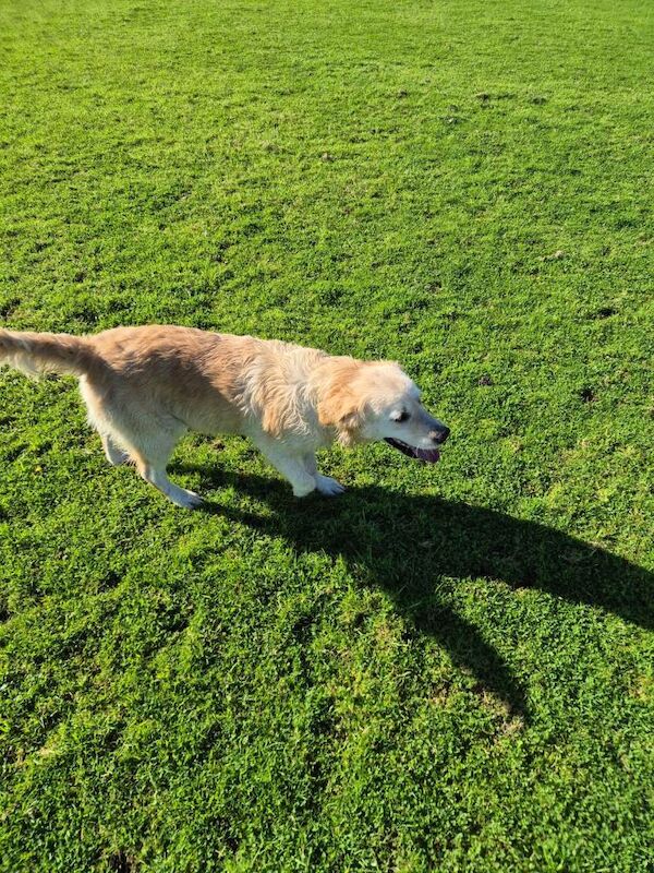 Golden Retriever puppies for sale in Holsworthy, Devon – 3 years old - Image 3 of 4