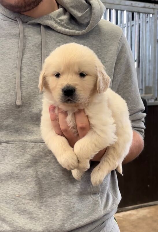 Beautiful golden retriever puppies - Image 2 of 3