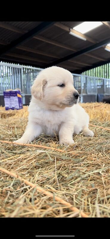 Beautiful golden retriever puppies - Image 3 of 3