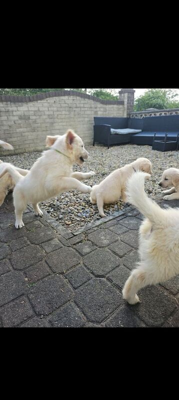 Beautiful Golden Retriever Puppies for sale in Wingate, Durham - Image 2