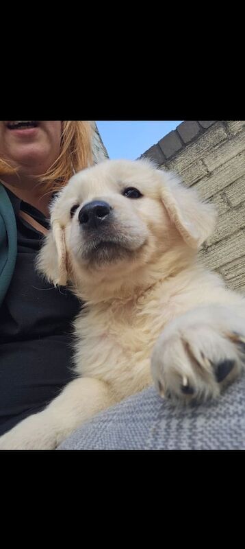 Beautiful Golden Retriever Puppies for sale in Wingate, Durham - Image 3