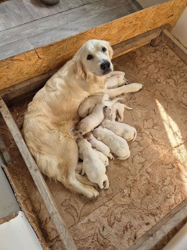 Golden Retriever puppies for sale in Holsworthy, Devon – KC registered, 3 weeks old