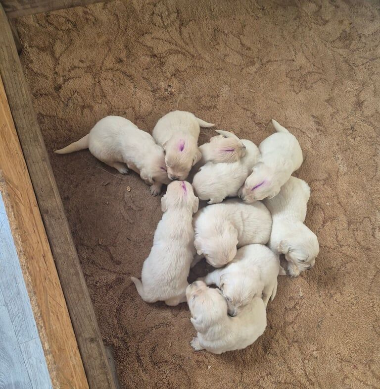 Golden Retriever puppies for sale in Holsworthy, Devon – KC registered, 3 weeks old - Image 3 of 3