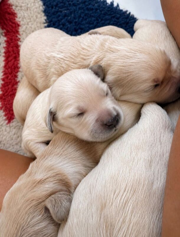 Beautiful golden retriever puppies - Image 2 of 3