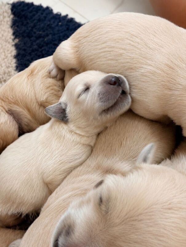 Beautiful golden retriever puppies - Image 3 of 3