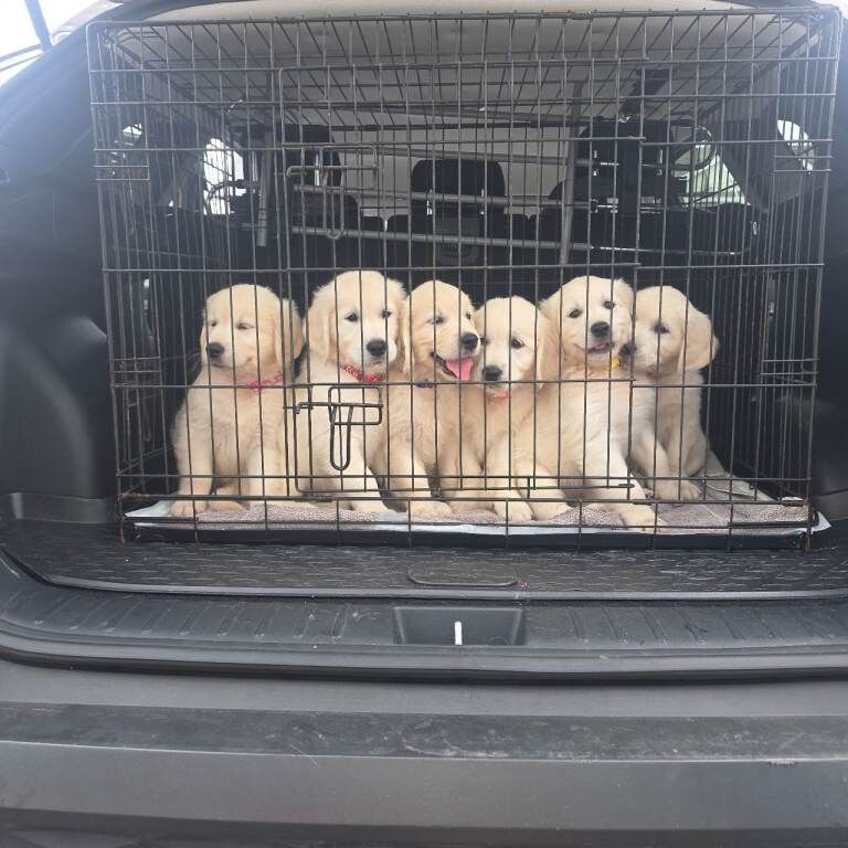 Beautiful Golden Retriever Puppies