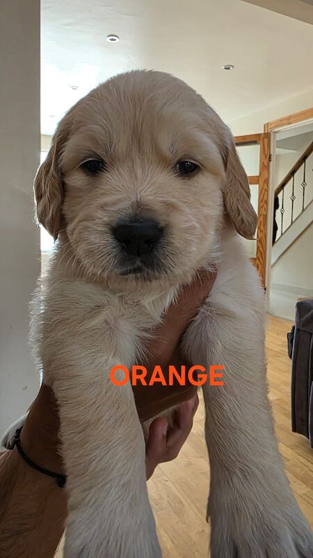 Beautiful Golden Retriever Puppies for sale in Leicester, Leicestershire - Image 4