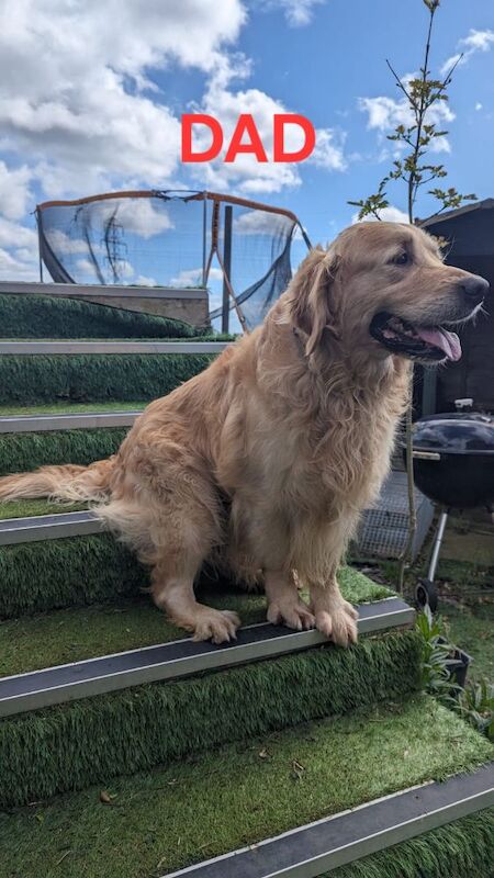 Beautiful Golden Retriever Puppies for sale in Leicester, Leicestershire - Image 10