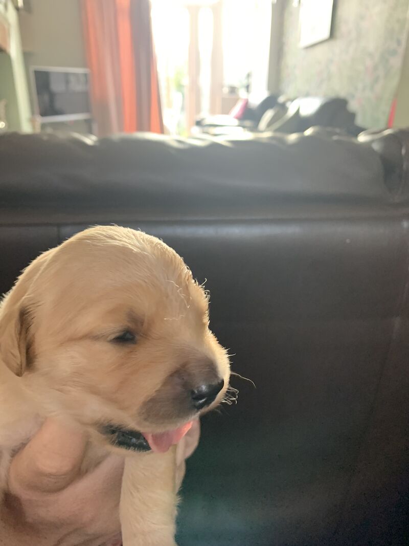 Beautiful Golden Retriever Puppies For Sale For Sale in Manchester