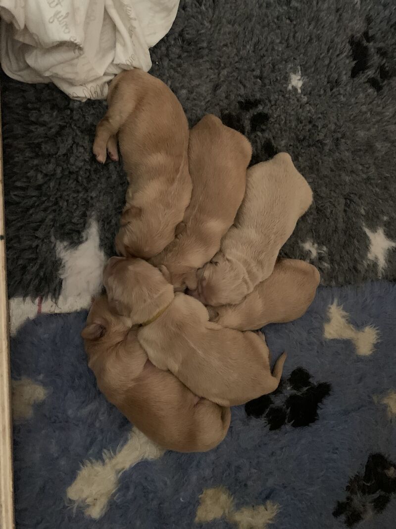 Beautiful Golden Retriever Puppies For Sale For Sale in Manchester