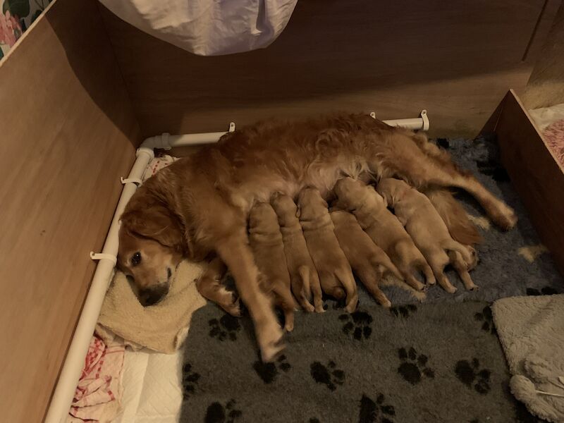 Beautiful Golden Retriever Puppies For Sale For Sale in Manchester
