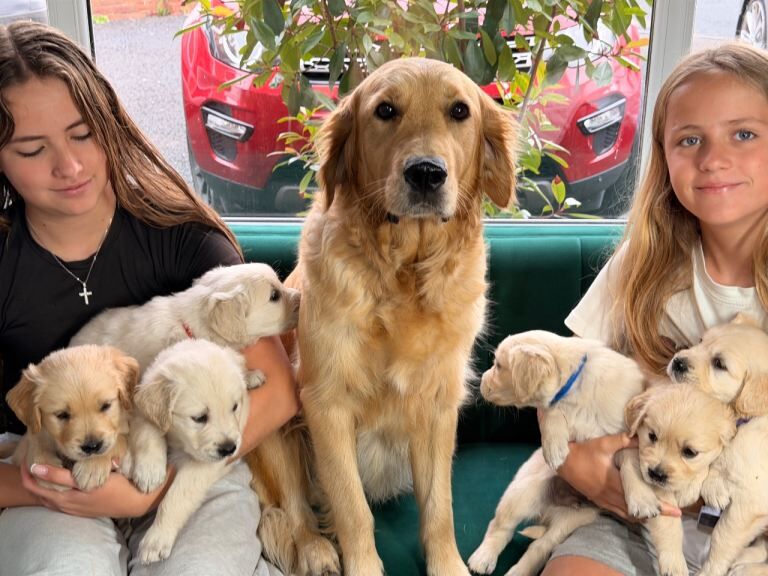 Beautiful Golden Retriever Puppies Looking for Their Forever Homes!