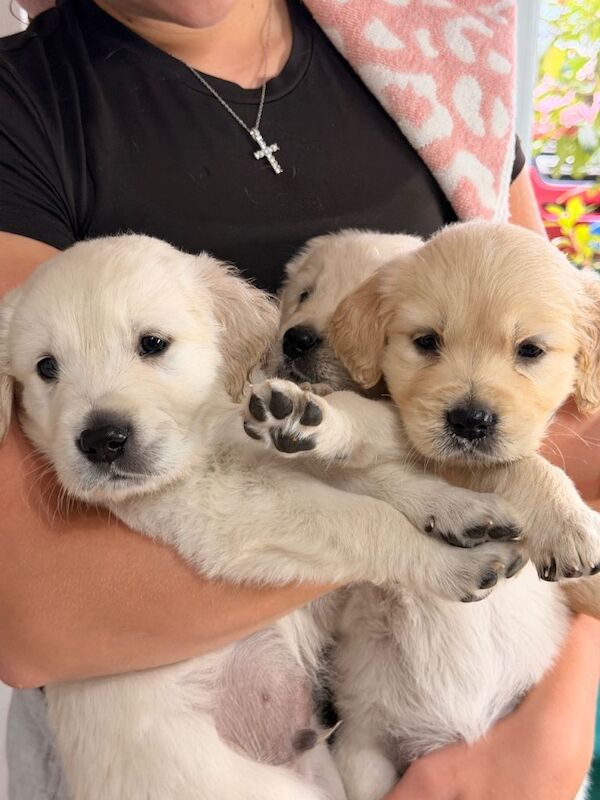 Beautiful Golden Retriever Puppies Looking for Their Forever Homes! - Image 2 of 6