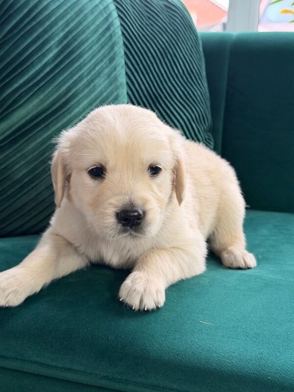 Beautiful Golden Retriever Puppies Looking for Their Forever Homes! - Image 3 of 6