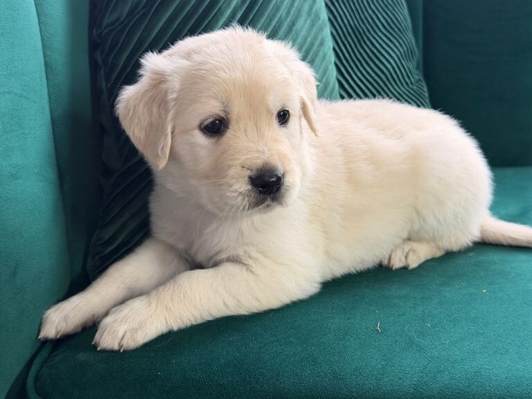 Beautiful Golden Retriever Puppies Looking for Their Forever Homes! - Image 4 of 6
