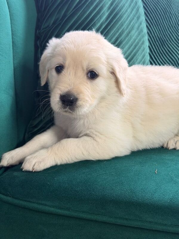 Beautiful Golden Retriever Puppies Looking for Their Forever Homes! - Image 5 of 6