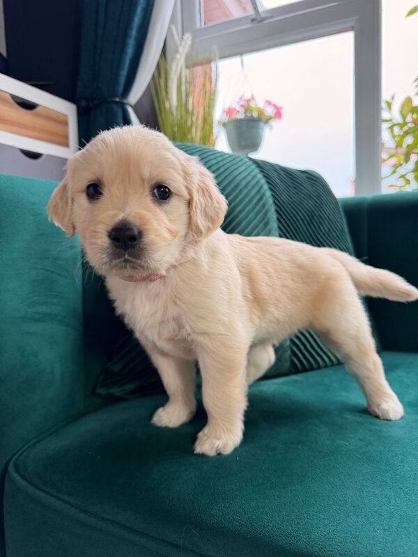 Beautiful Golden Retriever Puppies Looking for Their Forever Homes! - Image 6 of 6