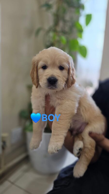 Beautiful Golden Retriever Puppies - Ready to go 15th June for sale in Leicester, Leicestershire