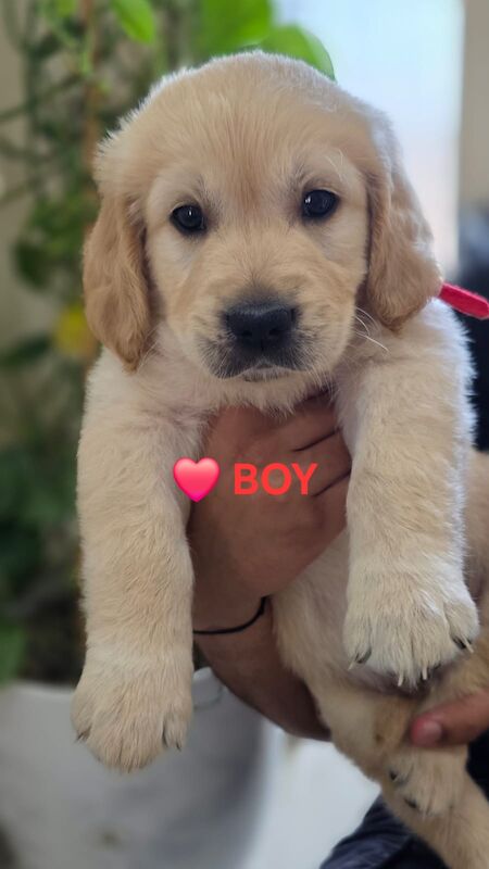 Beautiful Golden Retriever Puppies - Ready to go 15th June for sale in Leicester, Leicestershire | Image 3