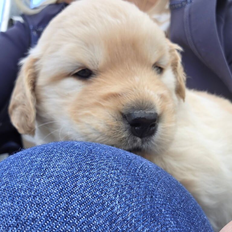 Golden Retriever puppies for sale in Newry, County Armagh – 4 weeks old